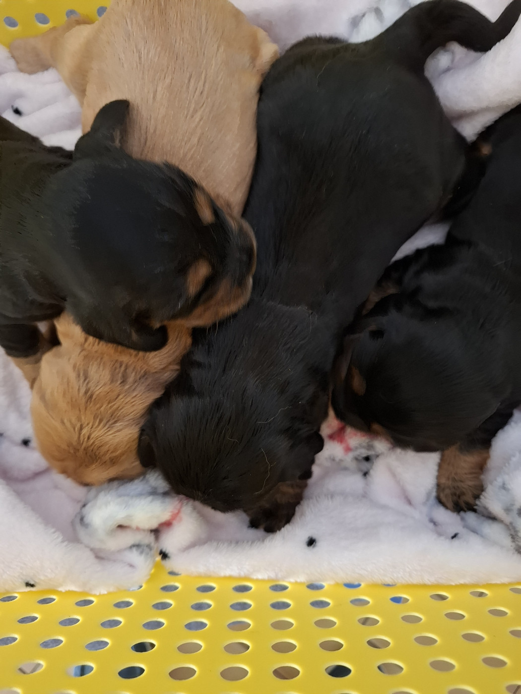 Du Domaine Des Robertaines - Cocker Spaniel Anglais - Portée née le 02/04/2026