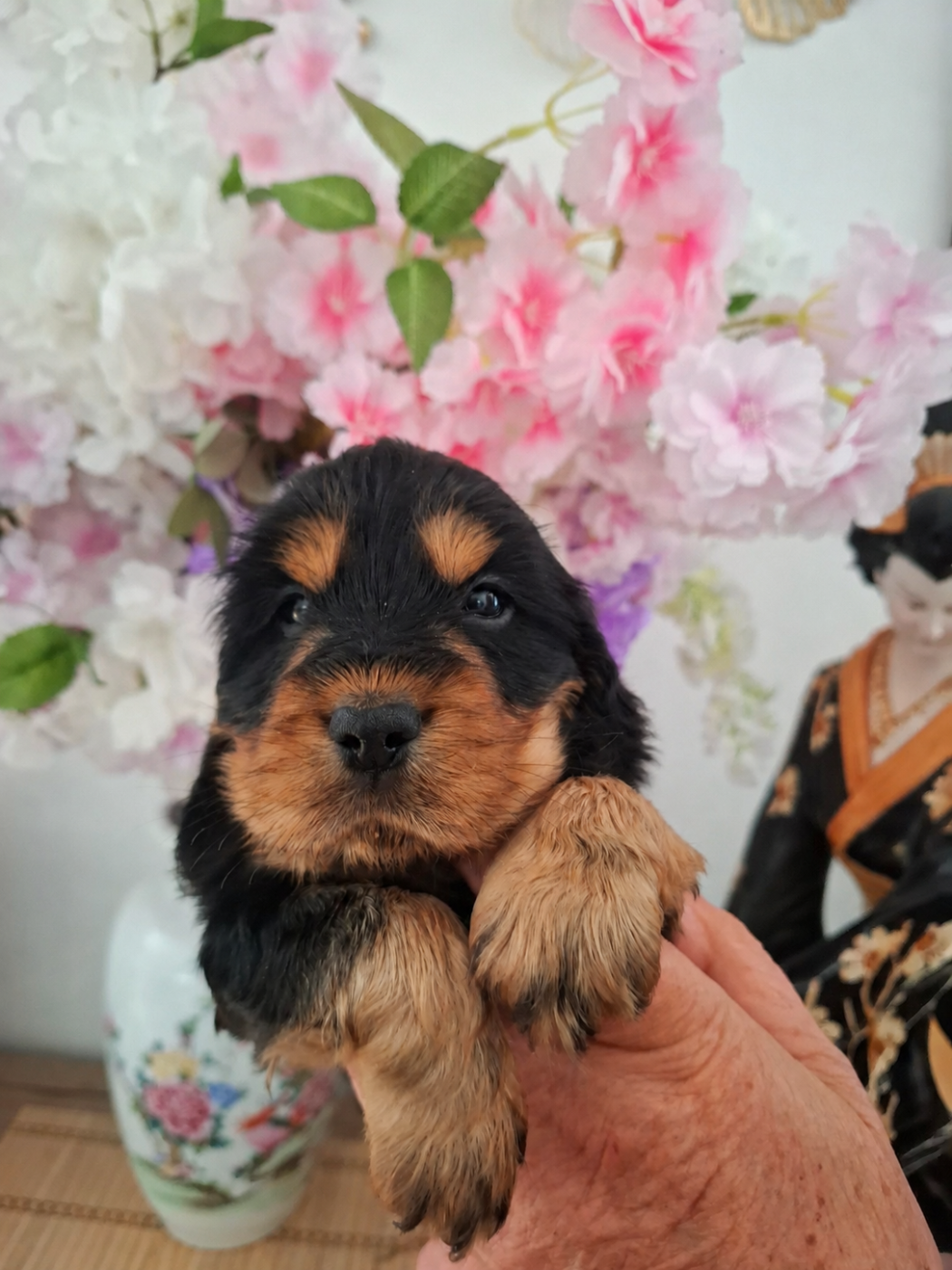 Du Domaine Des Robertaines - Chiots disponibles - Cocker Spaniel Anglais
