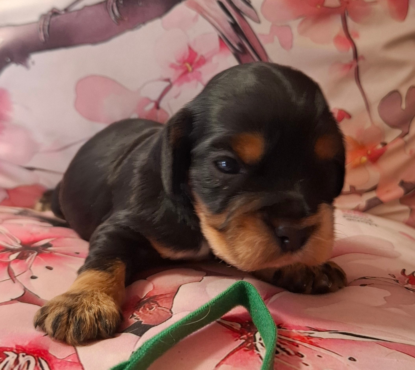 Du Domaine Des Robertaines - Chiots disponibles - Cocker Spaniel Anglais