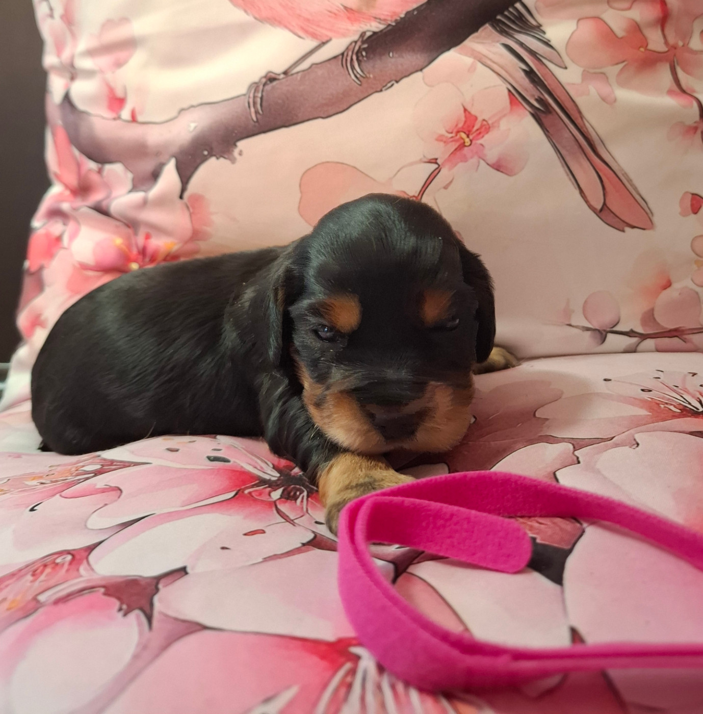 Du Domaine Des Robertaines - Chiots disponibles - Cocker Spaniel Anglais