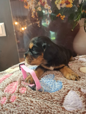 Chiot N°3