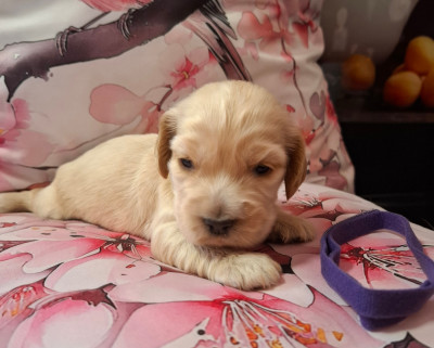 Chiot N°2