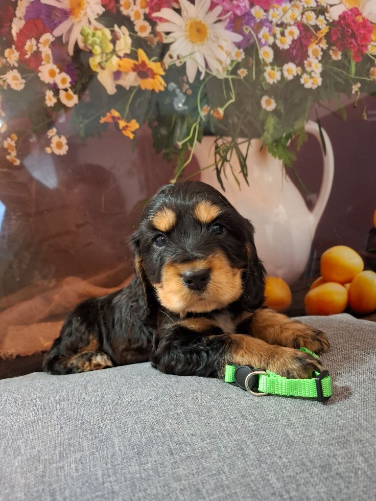 Du Domaine Des Robertaines - Chiots disponibles - Cocker Spaniel Anglais