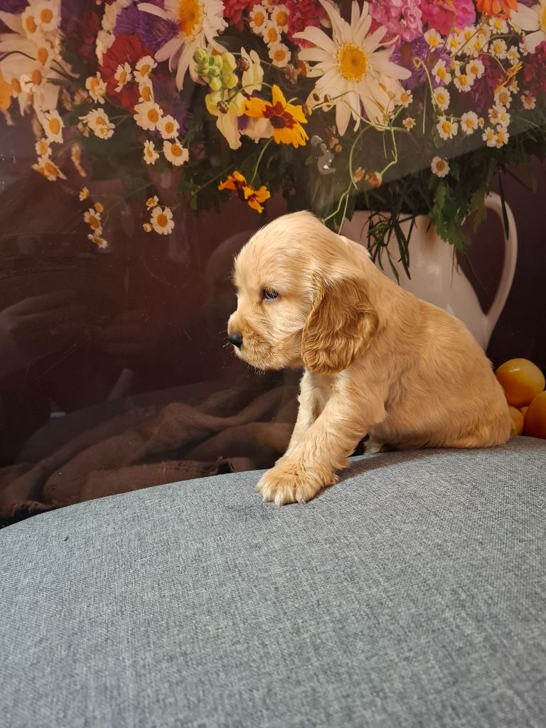 Du Domaine Des Robertaines - Chiots disponibles - Cocker Spaniel Anglais